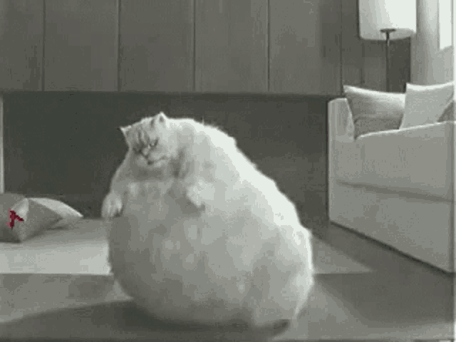 Fat Cat GIF - Fat Cat Happy Dance GIFs