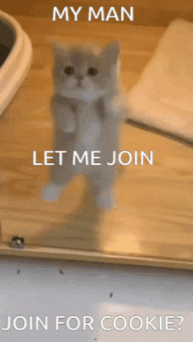 Joinforcookie Cat GIF - Joinforcookie Cat Kitty GIFs