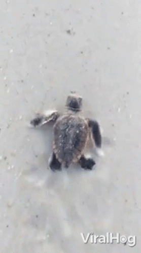 Baby Turtle Viralhog GIF - Baby Turtle Viralhog Swimming Back GIFs