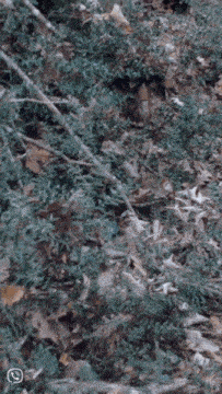 a bunch of leaves and branches on the ground with a whatsapp logo