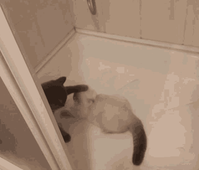 a cat is laying in a bathtub looking at itself in the mirror