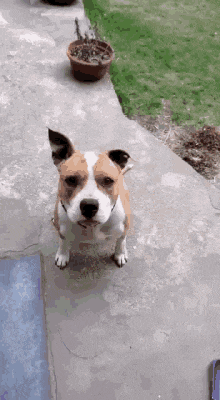 a brown and white dog standing on a sidewalk
