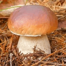 a mushroom is growing out of a pile of pine needles on the ground .