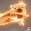 Dog Burning Dog GIF - Dog Burning Dog Satire Dog GIFs