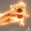 a person is holding a small dog that looks like a fireball .