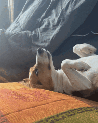 a brown and white dog laying on its back on a blanket