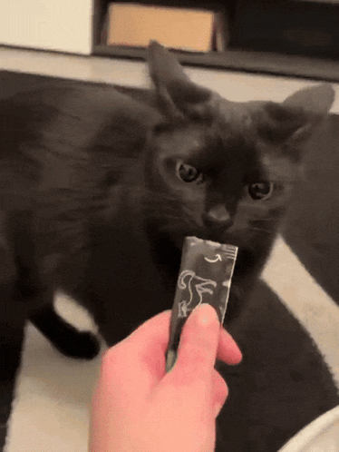 a black cat is looking at a person holding a packet that says ' s ' on it