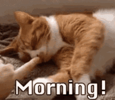 an orange and white cat is laying on a bed with the words `` morning ! ''