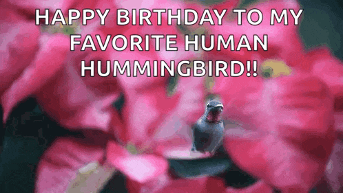 a hummingbird is sitting on a pink flower with the words happy birthday to my favorite human hummingbird !