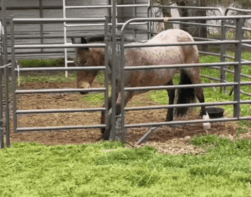 Horse Horse Stretch GIF - Horse Horse Stretch Cute Horse GIFs