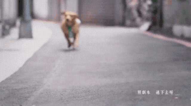a dog is running down a street with chinese writing on the ground
