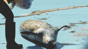 a seal is laying on the ground next to a person