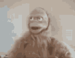 a close up of a monkey 's face with a serious look on its face .