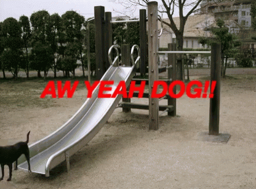 Slide Dog GIF - Slide Dog Aw Yeah Dog GIFs