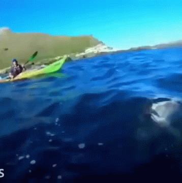 Smack In Your Face Seal GIF - Smack In Your Face Seal Kayak GIFs