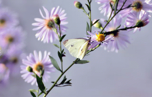Motylek Biały GIF - Motylek Biały GIFs