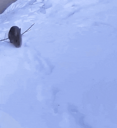 a small rabbit is standing in the snow and looking at the camera