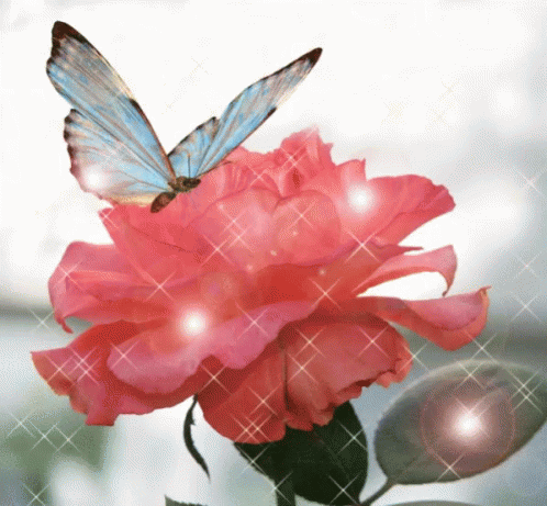 Butterfly And Flower GIF - Butterfly And Flower GIFs