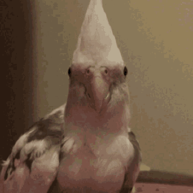 Cockatiel Bird GIF - Cockatiel Bird Looking At You GIFs