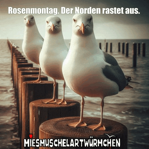three seagulls standing next to each other on wooden posts with the caption rosenmontag der norden rastet aus