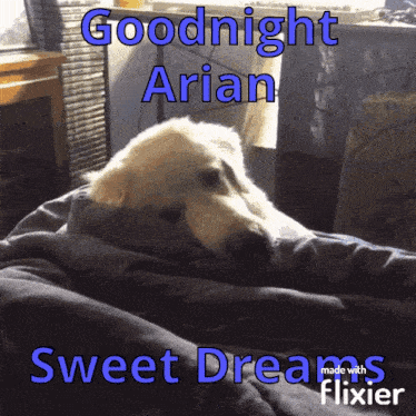 Goodnight Arian Gn Arian GIF