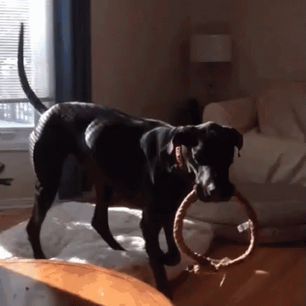 Great Dane Wants To Play GIF - Play Dog Pet GIFs