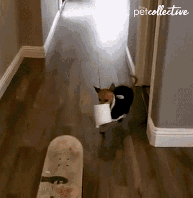 Dog The Pet Collective GIF - Dog The Pet Collective Skateboarding GIFs