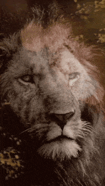 a close up of a lion 's face looking at the camera