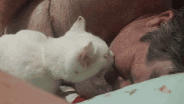 a white cat is licking a man 's face while he sleeps