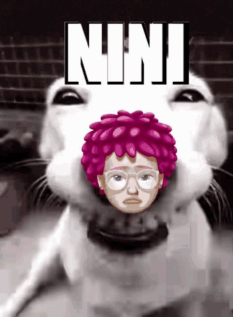 Nini Mt Nini GIF - Nini Mt Nini Dog GIFs