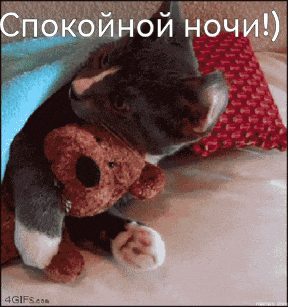a cat is holding a teddy bear under a blanket and says " спокойной ночи " on the bottom