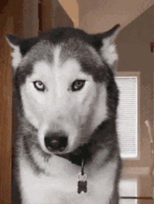 a husky dog with a tag that says ' x ' on it 's neck
