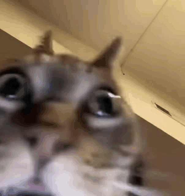 a close up of a cat looking at the camera .
