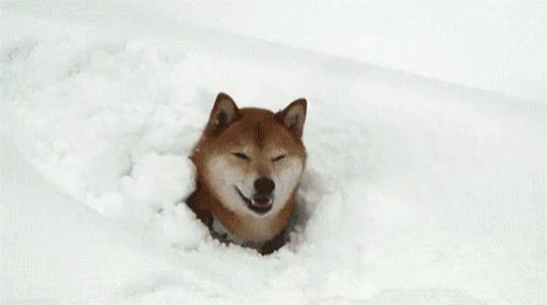 Deep Snow Doggo GIF - Deep Snow Doggo Cute GIFs