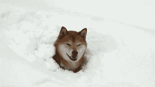 a dog is playing in the snow with a soccer ball