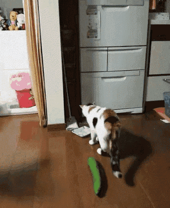 Scared Cat GIF - Scared Cat Cucumber GIFs