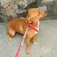 a small brown dog on a leash with a pink collar