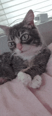 a gray and white cat is laying on a bed