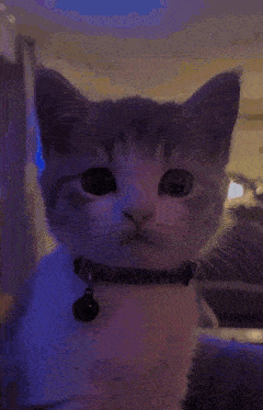 Cat Wink Rizz GIF - Cat Wink Rizz GIFs
