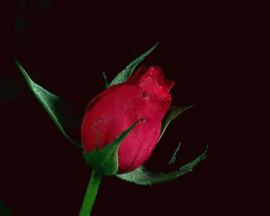 Flower Rose GIF - Flower Rose Bloom GIFs