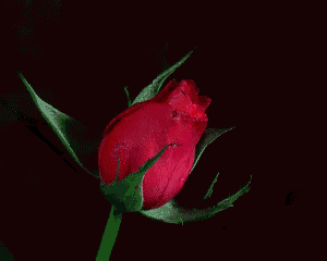 a close up of a bright pink rose with a black background