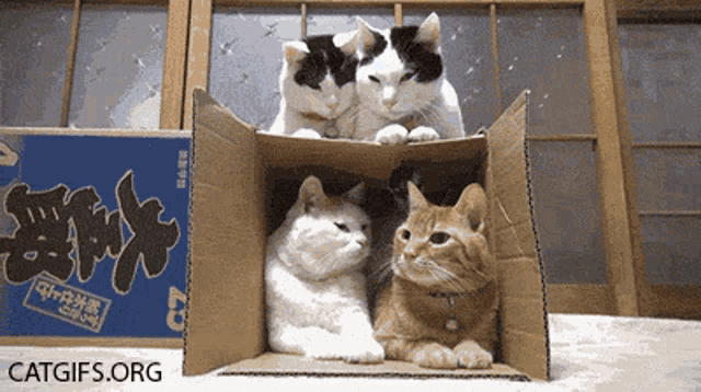 Cats Leave GIF - Cats Leave Box GIFs