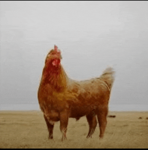 a chicken with a dog 's legs is standing on a beach .