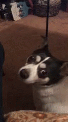 Disappointed Dog GIF - Disappointed Dog Shock GIFs