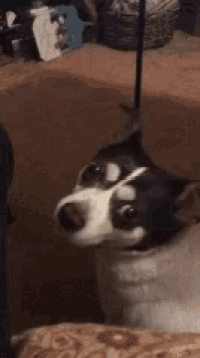 Disappointed Dog GIF