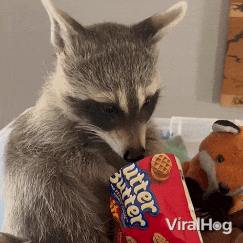 Chewing Raccoon GIF - Chewing Raccoon Viralhog GIFs