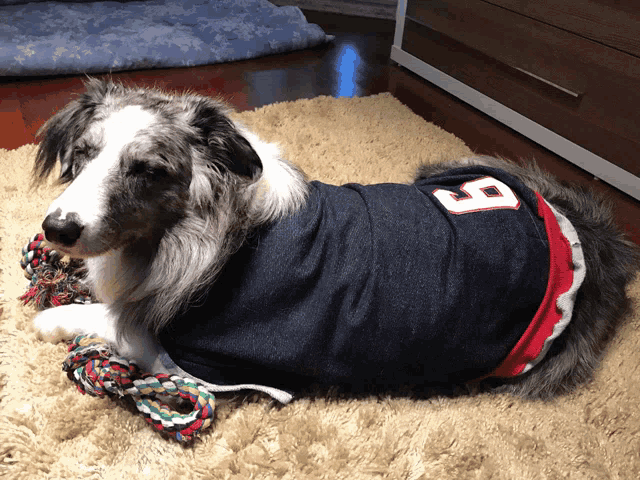 a dog is wearing a sweater with the number 8 on it