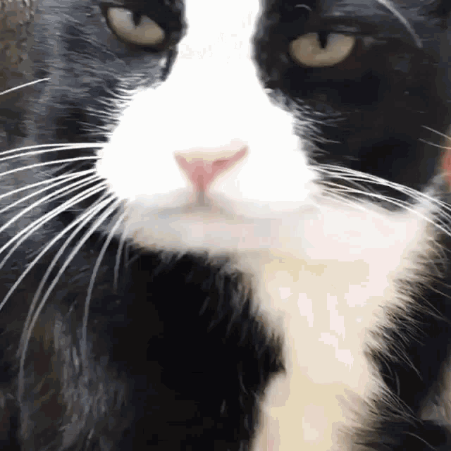 Bruh Lick GIF - Bruh Lick Cat GIFs