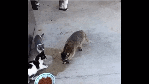 a raccoon and two cats are eating from a bowl of food .