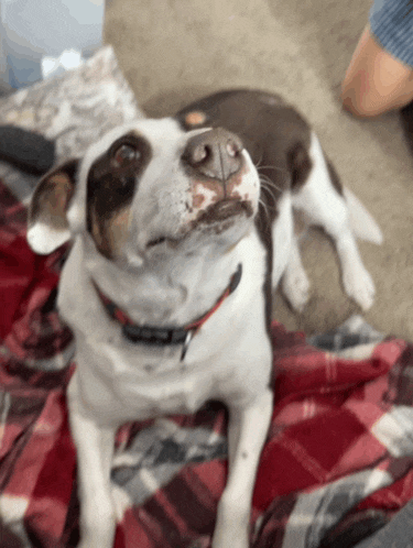 a brown and white dog with a red collar laying on a plaid blanket